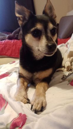 Jack Russel- Pinscher Michling, Hündin, 8j