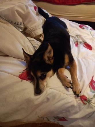 Jack Russel- Pinscher Michling, Hündin, 8j