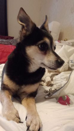 Jack Russel- Pinscher Michling, Hündin, 8j