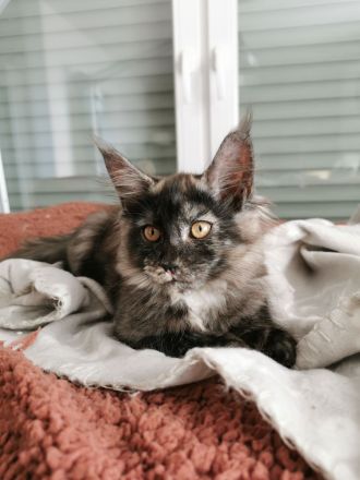 Maine Coon Kitten