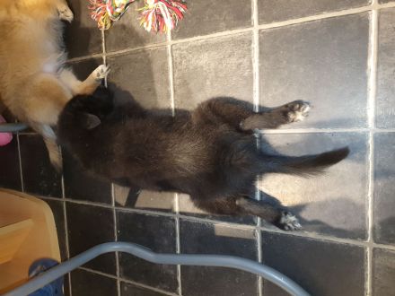 Schwarzer Mittelspitz Welpe zu verkaufen