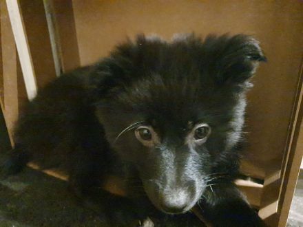 Schwarzer Mittelspitz Welpe zu verkaufen
