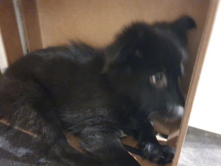 Schwarzer Mittelspitz Welpe zu verkaufen