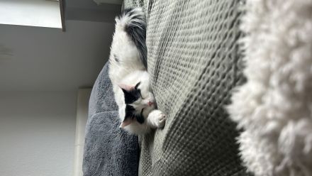 Zwei Kater (Brüder)