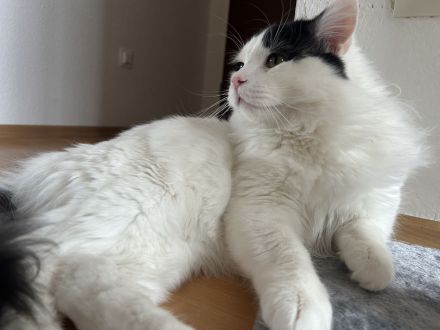 Zwei Kater (Brüder)