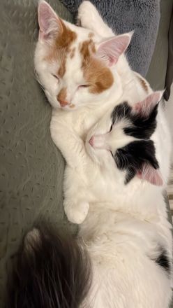 Zwei Kater (Brüder)