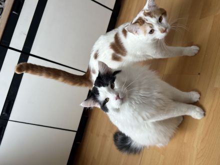 Zwei Kater (Brüder)