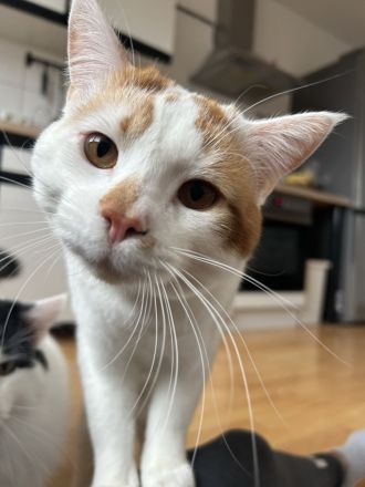 Zwei Kater (Brüder)