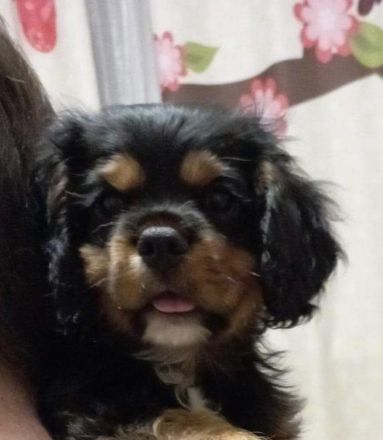 Cavalier King Charles Spaniel Welpe Elvis sucht liebevolle Familie