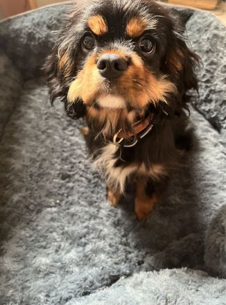 Cavalier King Charles Spaniel Welpe Elvis sucht liebevolle Familie