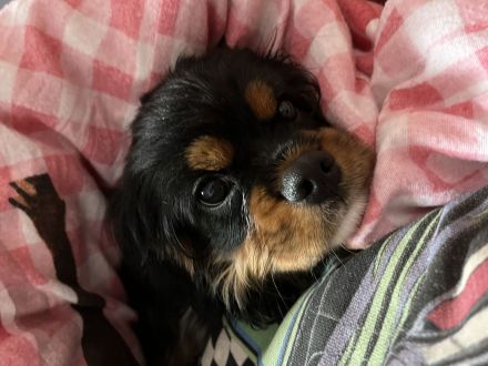 Cavalier King Charles Spaniel Welpe Elvis sucht liebevolle Familie