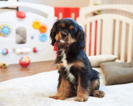 Cavalier King Charles Spaniel Welpe Elvis sucht liebevolle Familie