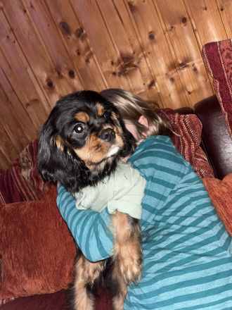 Cavalier King Charles Spaniel Welpe Elvis sucht liebevolle Familie