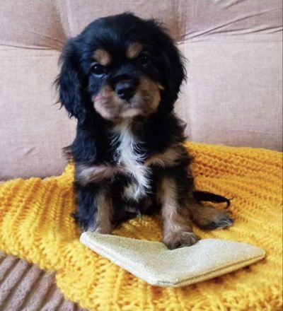 Cavalier King Charles Spaniel Welpe Elvis sucht liebevolle Familie