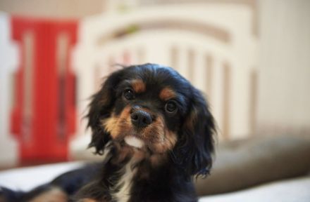 Cavalier King Charles Spaniel Welpe Elvis sucht liebevolle Familie
