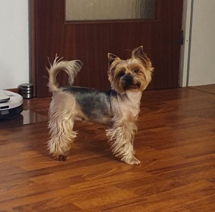 Yorkshire Terrier Welpen