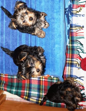 Yorkshire Terrier Welpen