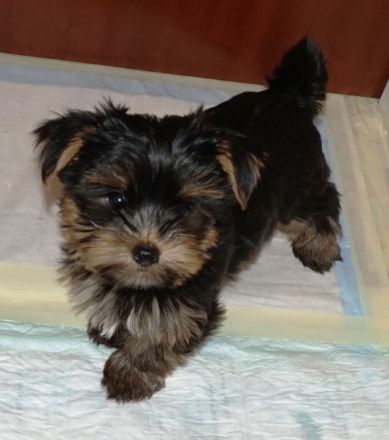 Yorkshire Terrier Welpen