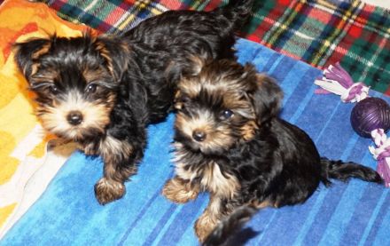 Yorkshire Terrier Welpen