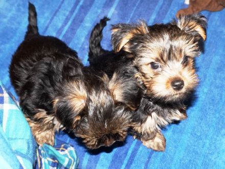 Yorkshire Terrier Welpen