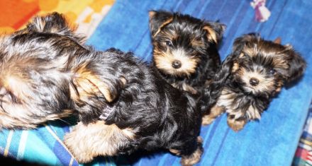 Yorkshire Terrier Welpen