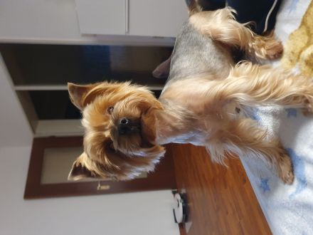 Yorkshire Terrier Welpen