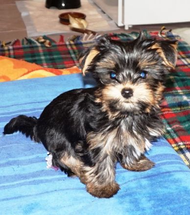 Yorkshire Terrier Welpen