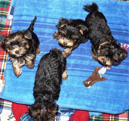 Yorkshire Terrier Welpen