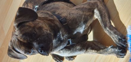 Französisch Bulldoggen Mix