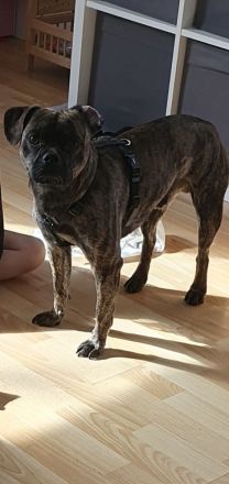 Französisch Bulldoggen Mix