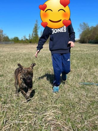 Französisch Bulldoggen Mix