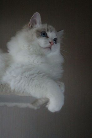 Ragdoll Kater zu Zucht