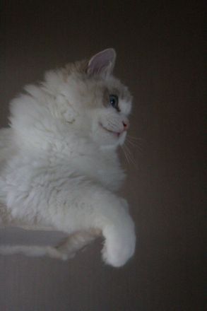 Ragdoll Kater zu Zucht