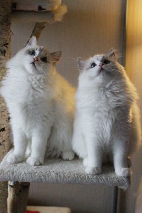 Ragdoll Kater zu Zucht