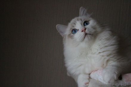 Ragdoll Kater zu Zucht