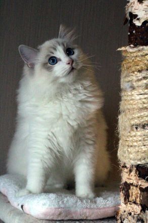 Ragdoll Kater zu Zucht