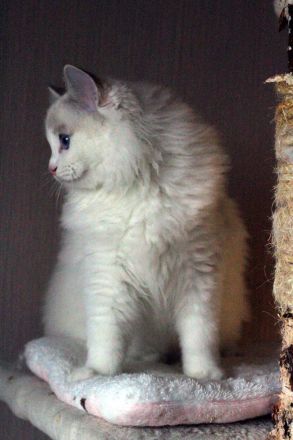 Ragdoll Kater zu Zucht