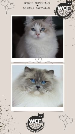 Ragdoll Kater zu Zucht