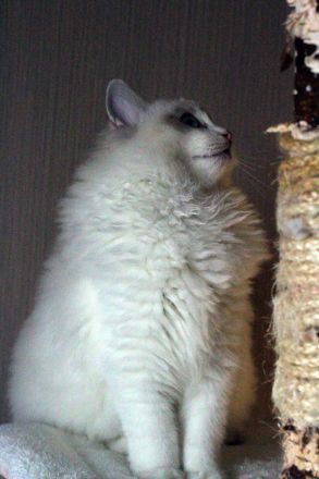 Ragdoll Kater zu Zucht