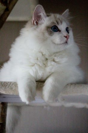 Ragdoll Kater zu Zucht