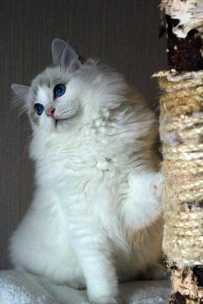 Ragdoll Kater zu Zucht