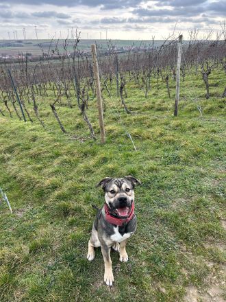 Schäferhundmischling 10 Monate in liebevolle Hände abzugeben