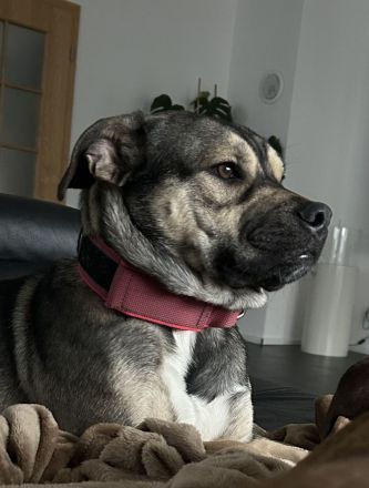 Schäferhundmischling 10 Monate in liebevolle Hände abzugeben