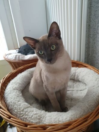 2Tonkanesen Kater & 1 Mädchen