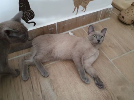 2Tonkanesen Kater & 1 Mädchen