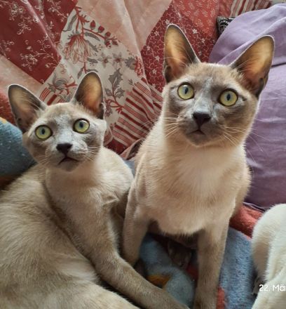 2Tonkanesen Kater & 1 Mädchen