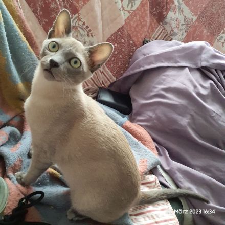 2Tonkanesen Kater & 1 Mädchen