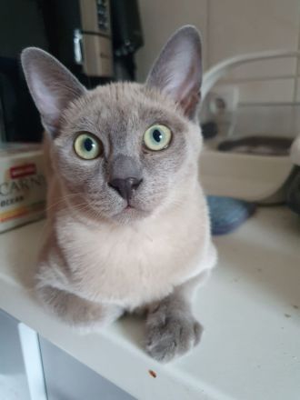 2Tonkanesen Kater & 1 Mädchen