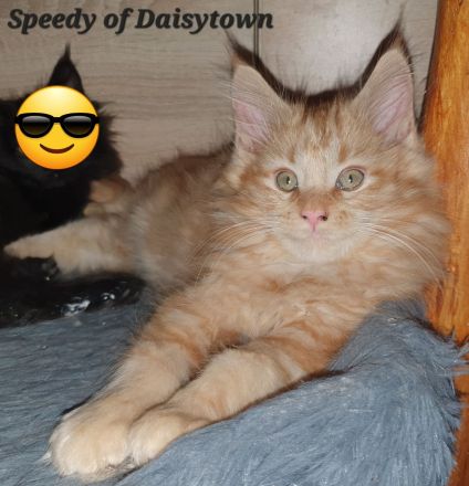 Reinrassige Maine Coon Kitten mit Stammbaum