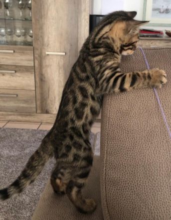 Bengalische Kätzchen mit Stammbaum zu verkaufen.